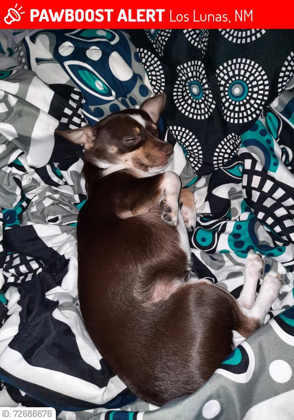 Lost Male Dog last seen Winston Street, Los Lunas, NM 87031
