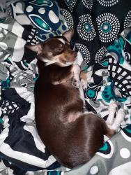 Lost Male Dog last seen Winston Street , Los Lunas, NM 87031
