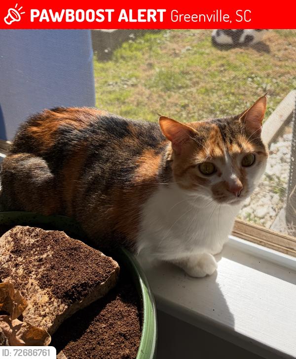 Lost Female Cat last seen Carolina Point apmts, Greenville, SC 29607