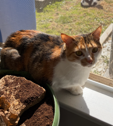 Lost Female Cat last seen Carolina Point apmts, Greenville, SC 29607