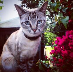 Lost Female Cat last seen Oxford and Rose, Berkeley, CA 94709