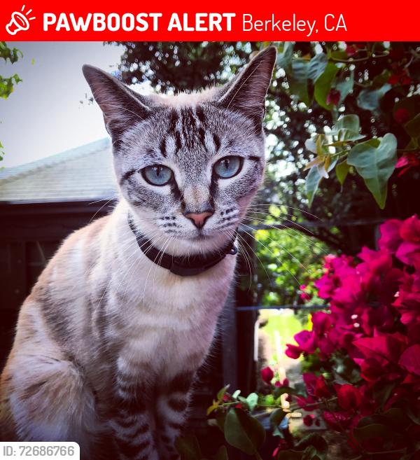 Lost Female Cat last seen Oxford and Rose, Berkeley, CA 94709