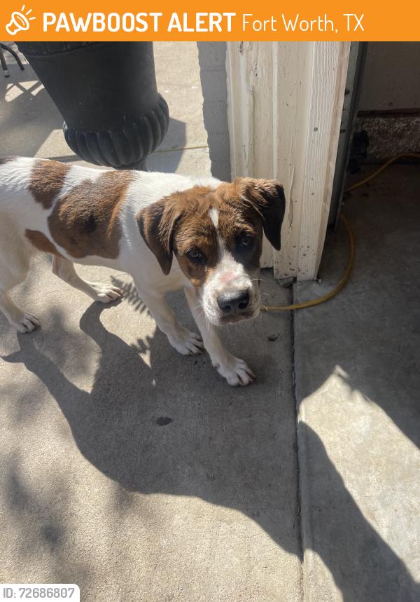 Found/Stray Female Dog last seen Martin st, Fort Worth, TX 76119
