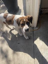 Found/Stray Female Dog last seen Martin st, Fort Worth, TX 76119