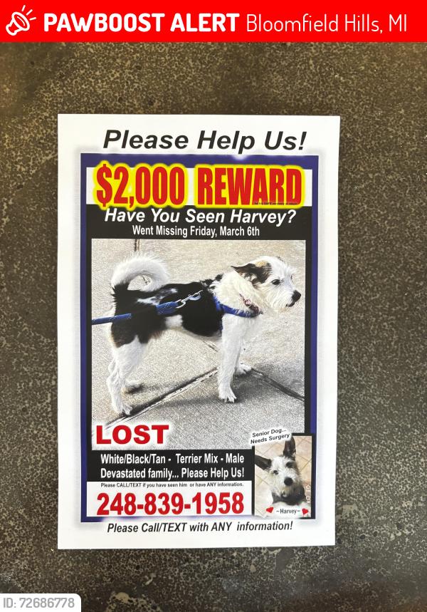 Lost Male Dog last seen Long lake & eastways or Square Lk & Opdyke , Bloomfield Hills, MI 48304