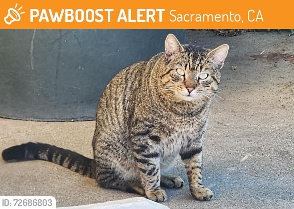 Found/Stray Male Cat last seen Mira Del Rio & Folsom Blvd, Sacramento, CA 95827