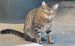 Found/Stray Male Cat last seen Mira Del Rio & Folsom Blvd, Sacramento, CA 95827
