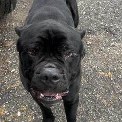 Found/Stray Male Dog last seen Found dog in Summer Hill 15214, Pittsburgh, PA 15214