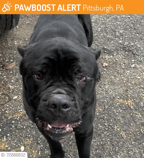 Found/Stray Male Dog last seen Found dog in Summer Hill 15214, Pittsburgh, PA 15214