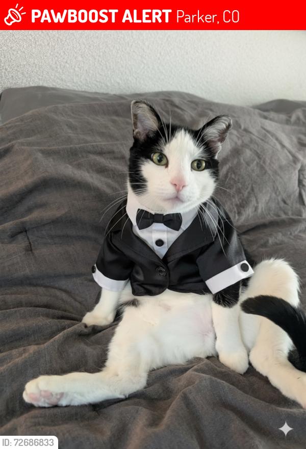 Lost Male Cat last seen blue, Parker, CO 80134