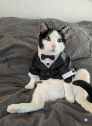 Lost Male Cat last seen blue, Parker, CO 80134