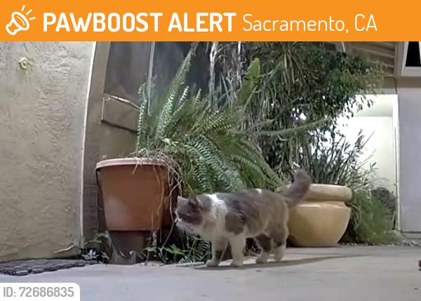 Found/Stray Unknown Cat last seen Mira Del Rio & Folsom Blvd, Sacramento, CA 95827