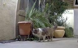 Found/Stray Unknown Cat last seen Mira Del Rio & Folsom Blvd, Sacramento, CA 95827