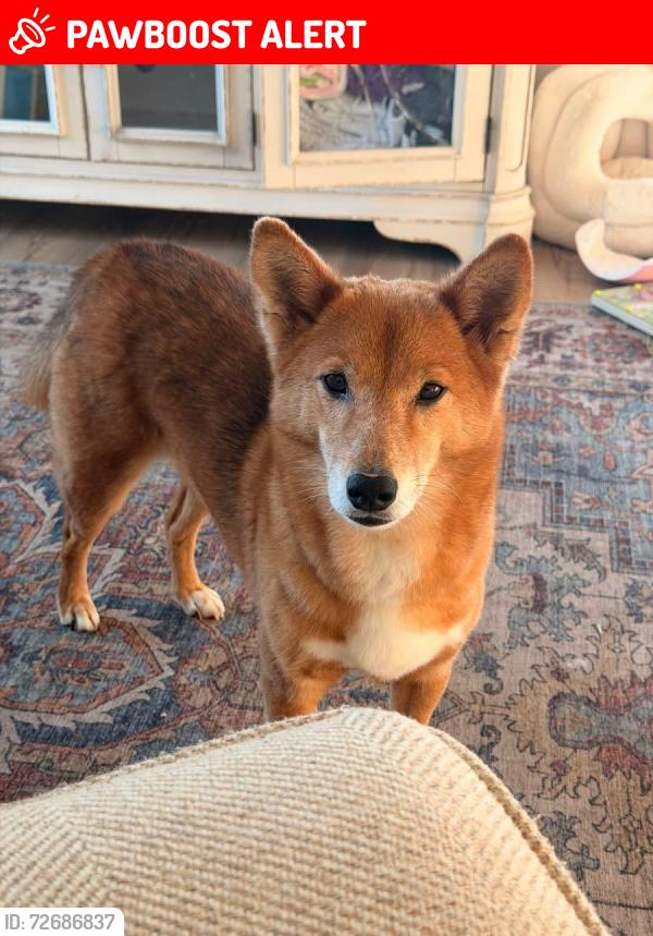 Lost Female Dog last seen Crestwood & Southlake Dr., Saint Augustine Shores, FL 32086