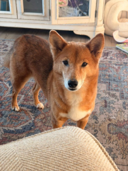 Lost Female Dog last seen Crestwood & Southlake Dr., Saint Augustine Shores, FL 32086