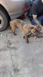 Found/Stray Male Dog last seen Barstow and fresno, Fresno, CA 93710
