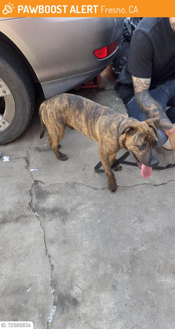Found/Stray Male Dog last seen Barstow and fresno, Fresno, CA 93710