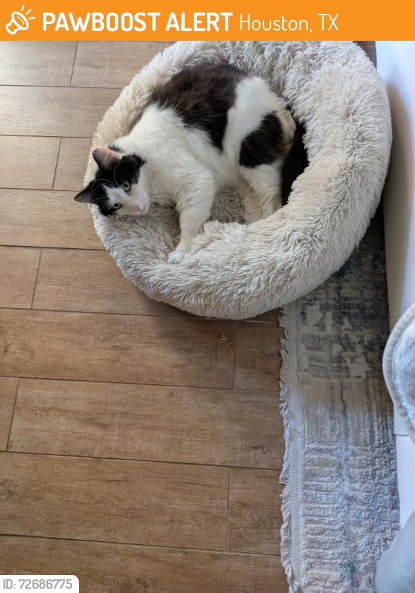 Found/Stray Unknown Cat last seen Fair Banks White Oak Road, Houston, TX 77040