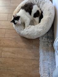 Found/Stray Unknown Cat last seen Fair Banks White Oak Road, Houston, TX 77040