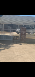 Found/Stray Male Dog last seen Bewteen 20th and 30th West on Avenue O4 Palmdale, Palmdale, CA 93551