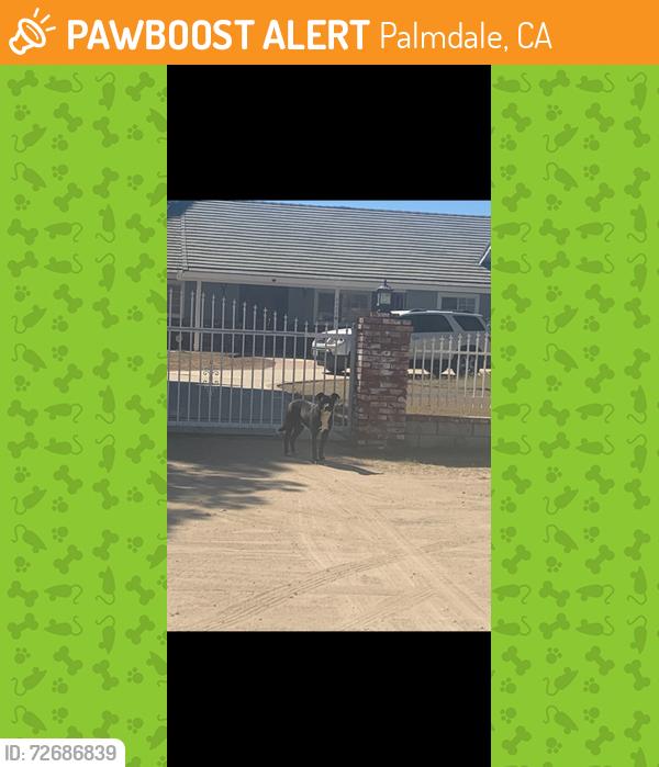 Found/Stray Male Dog last seen Bewteen 20th and 30th West on Avenue O4 Palmdale, Palmdale, CA 93551