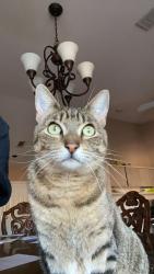 Lost Female Cat last seen Monterey and Fred Waring, Palm Desert, CA 92260