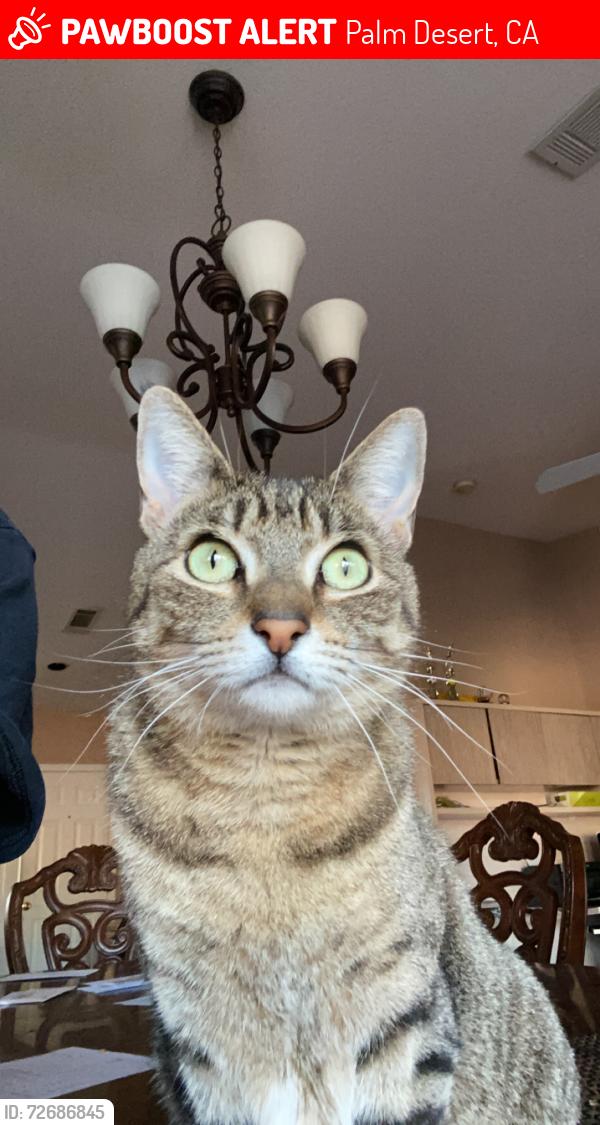 Lost Female Cat last seen Monterey and Fred Waring, Palm Desert, CA 92260