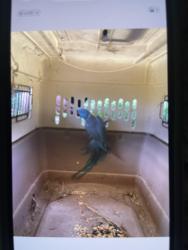 Found/Stray Unknown Bird last seen Key lime and coconut, West Palm Beach, FL 33412