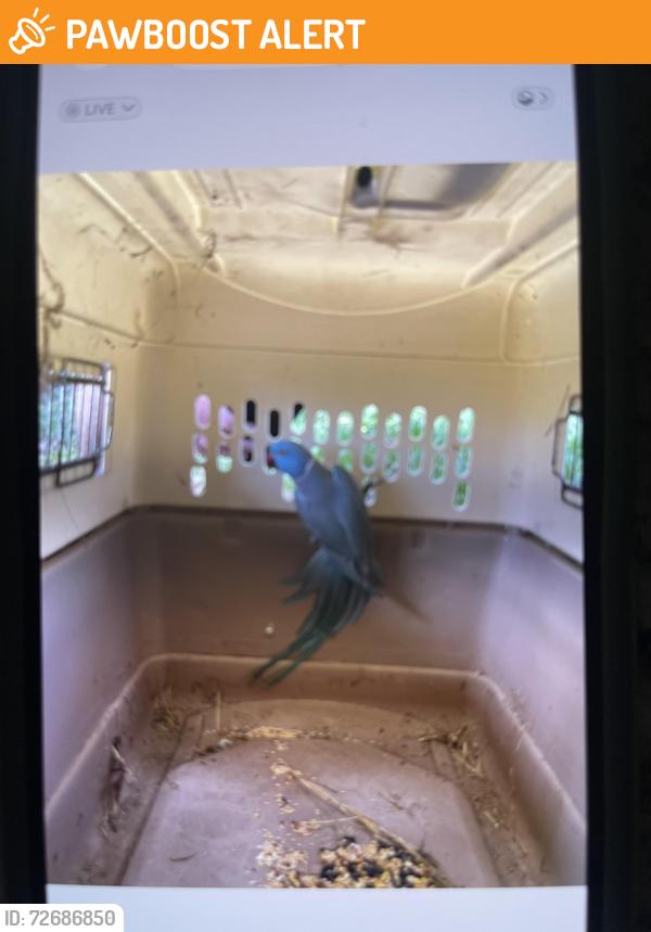 Found/Stray Unknown Bird last seen Key lime and coconut, West Palm Beach, FL 33412