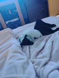 Lost Male Dog last seen Near Ave 288 th , Homestead, FL 33033