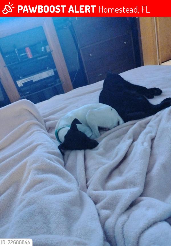 Lost Male Dog last seen Near Ave 288 th , Homestead, FL 33033