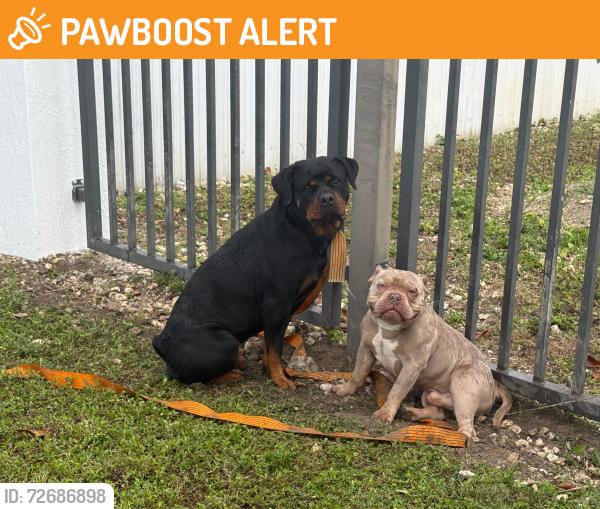 Found/Stray Male Dog last seen hmstd , Miami-Dade County, FL 33034