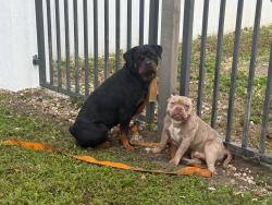 Found/Stray Male Dog last seen hmstd , Miami-Dade County, FL 33034