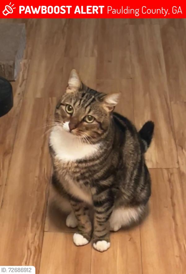 Lost Male Cat last seen Marcos pizza , Paulding County, GA 30134