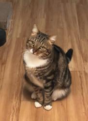 Lost Male Cat last seen Marcos pizza , Paulding County, GA 30134