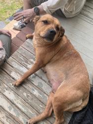 Found/Stray Female Dog last seen Nolting road, Gordonsville, VA 22942