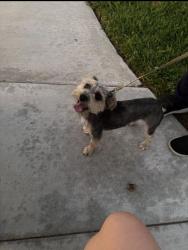 Found/Stray Unknown Dog last seen Marymount and Hale st, Riverside, CA 92501