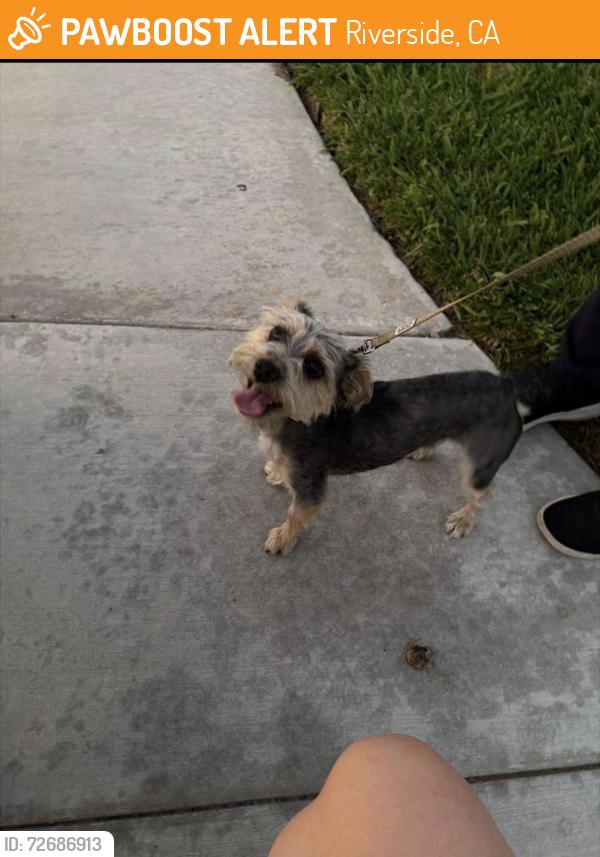 Found/Stray Unknown Dog last seen Marymount and Hale st, Riverside, CA 92501