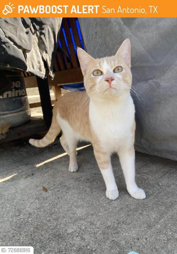 Found/Stray Male Cat last seen Link and larkspur 78213, San Antonio, TX 78213