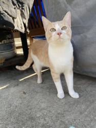Found/Stray Male Cat last seen Link and larkspur 78213, San Antonio, TX 78213