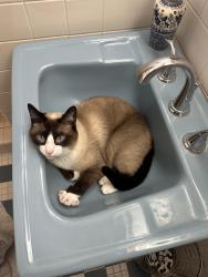 Lost Male Cat last seen Golden Valley , Minneapolis, MN 55422