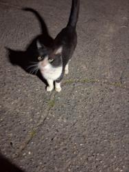 Found/Stray Male Cat last seen Emerson and valentine , Fresno, CA 93705