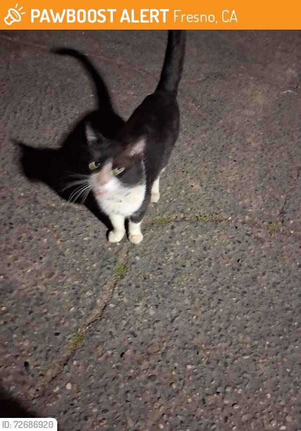 Found/Stray Male Cat last seen Emerson and valentine , Fresno, CA 93705