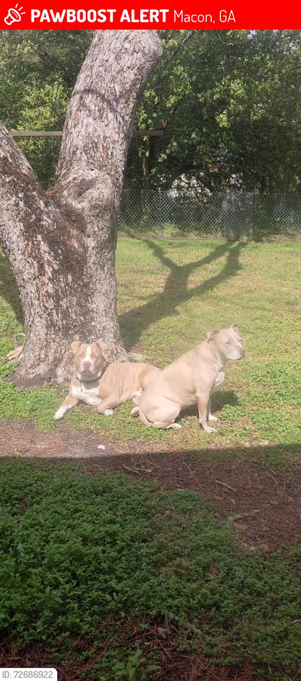Lost Male Dog last seen new clinton, Macon, GA 31211