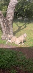 Lost Male Dog last seen new clinton, Macon, GA 31211