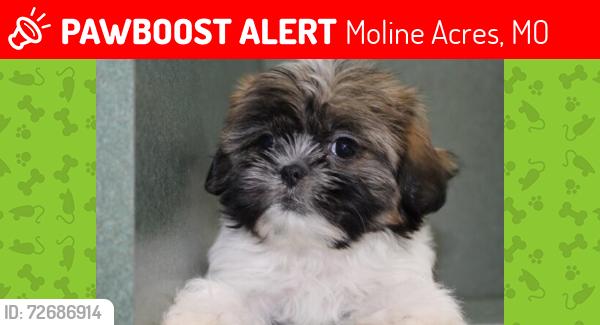 Lost Male Dog last seen moline market, Moline Acres, MO 63136