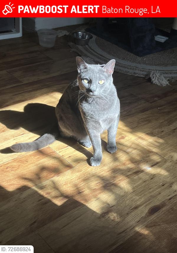 Lost Male Cat last seen 5East apt, Baton Rouge, LA 70808