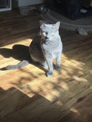 Lost Male Cat last seen 5East apt, Baton Rouge, LA 70808