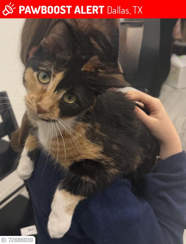 Lost Female Cat last seen Texas Pistache and Vitex , Dallas, TX 75252