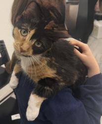 Lost Female Cat last seen Texas Pistache and Vitex , Dallas, TX 75252
